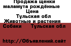 Продажа щенки маламута рождённые 27.03.18  › Цена ­ 12 000 - Тульская обл. Животные и растения » Собаки   . Тульская обл.